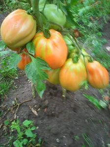 Photo0174