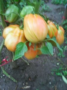 Photo0175