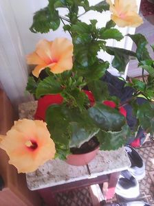 Photo0177