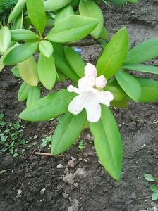 Photo0225