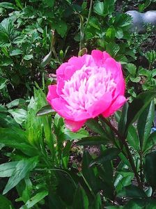 Photo0232