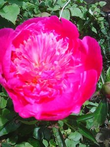 Photo0237