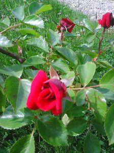 Photo0239