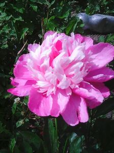 Photo0241