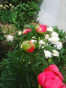Photo0243