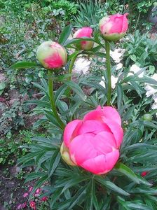 Photo0244