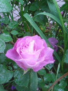 Photo0245