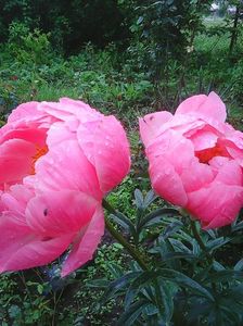 Photo0247