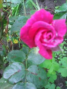 Photo0249