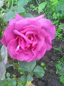 Photo0256