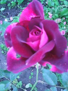 Photo0257