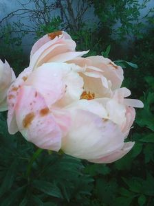 Photo0258