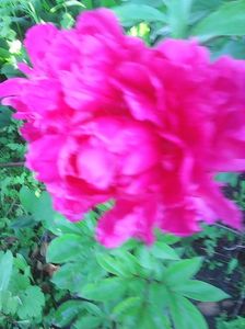 Photo0261