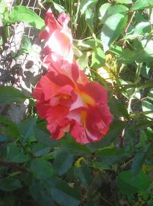 Photo0272