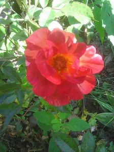 Photo0273