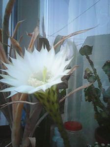 Photo0292