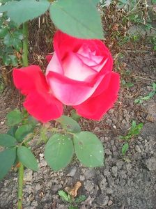 Photo0315