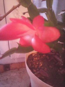 Photo0335