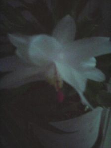 Photo0337