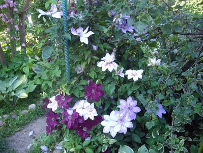 IMGP0420