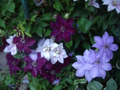 IMGP0422