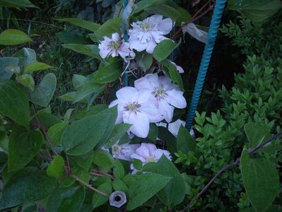 IMGP0423