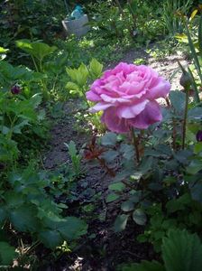 IMGP0405