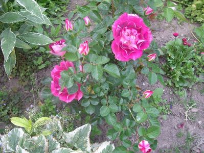 IMGP0409