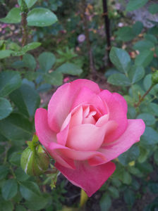 Acropolis; Acropolis
