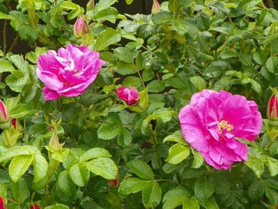 Belle Poitevine