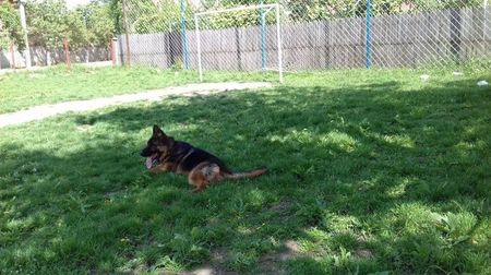 ARES