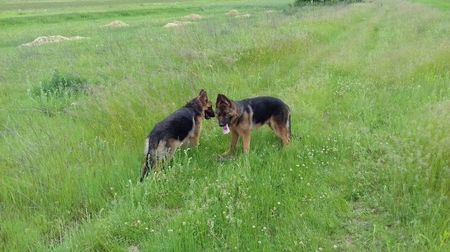 ARES si ARKA