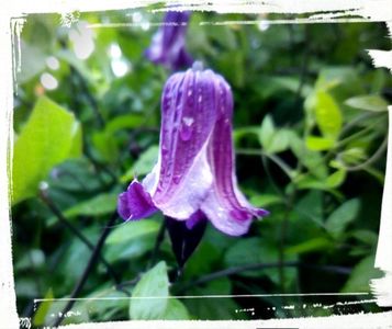 Clematis integrifolia