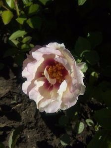 23 mai 2017