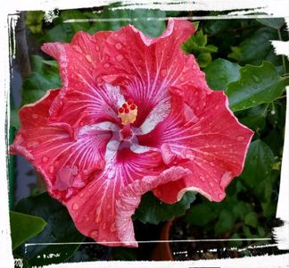 Tahitian Flaming Dragon