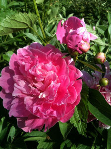 Paeonia Lactiflora "Monsieur Jules Elie"