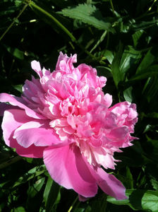 Paeonia Lactiflora "Monsieur Jules Elie"