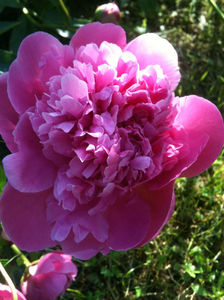 Paeonia Lactiflora "Monsieur Jules Elie"