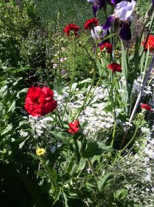 geum coccineum chiloense