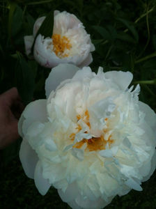 "James Kelway" peony