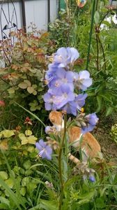 Multumesc, Floralia !