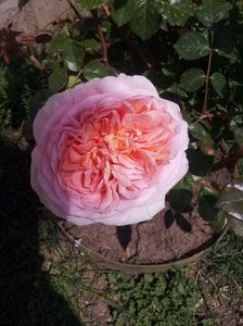 11 Abraham Darby