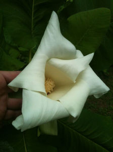 Magnolia macrophylla; Cu o floare imensa.!!!
