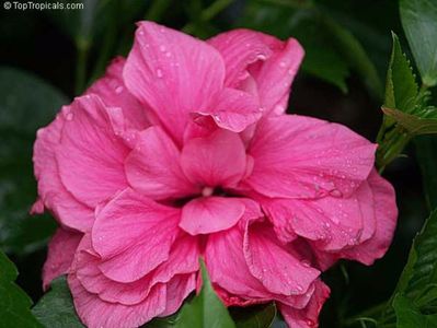 Hibiscus Kona