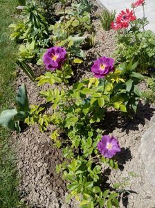 25 mai 2017