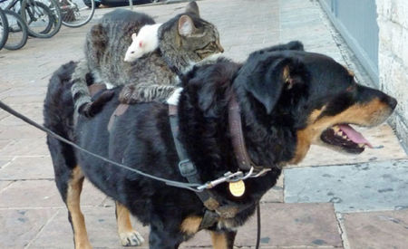 maxi - TAXI