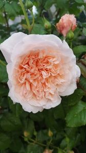 Rose de Tolbiac