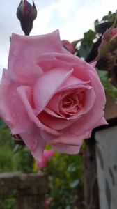 Coral Dawn