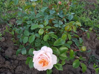 20170522_203829(0)