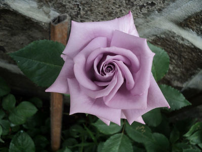 25 mai 2017